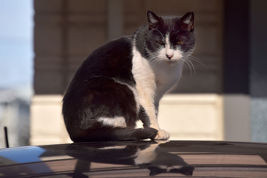 街のねこたち
