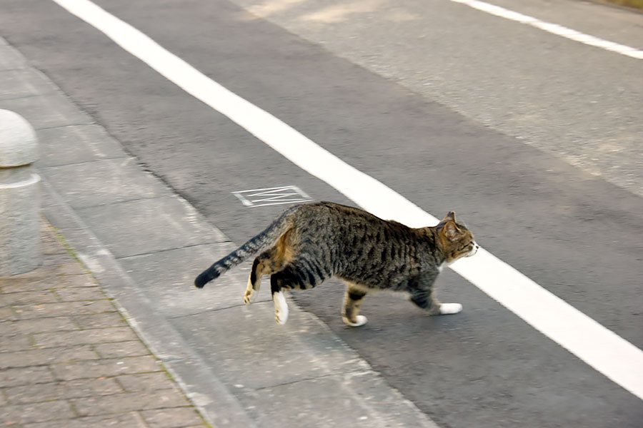 街のねこたち