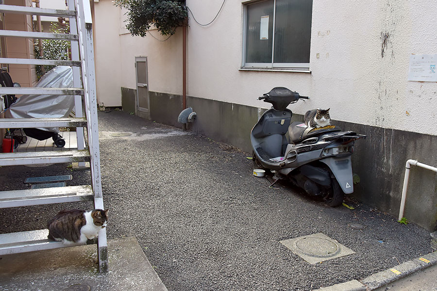 街のねこたち