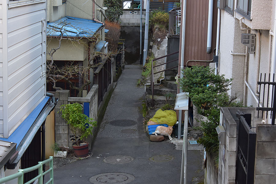 街のねこたち
