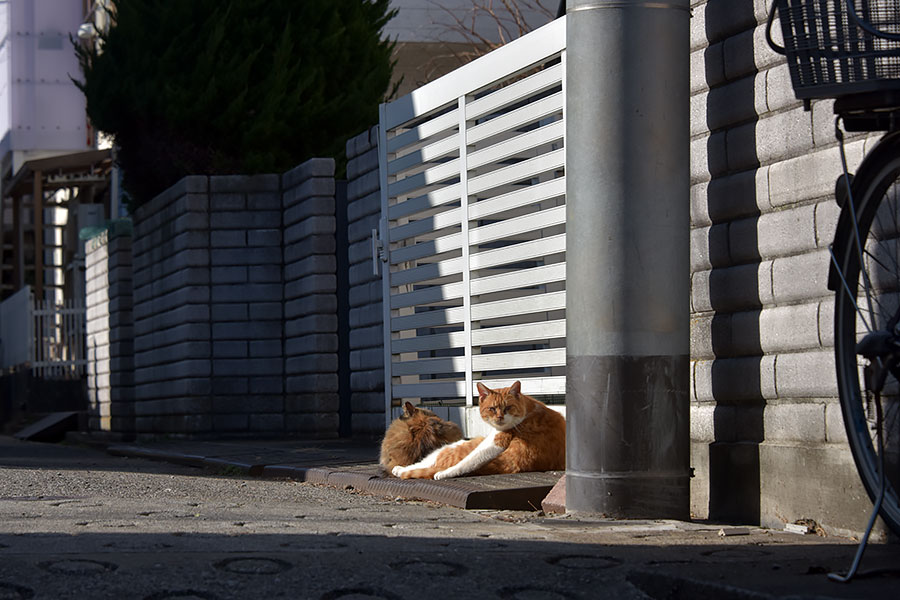 街のねこたち