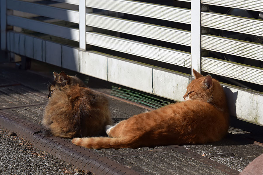 街のねこたち