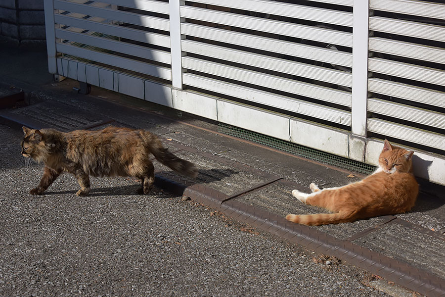 街のねこたち