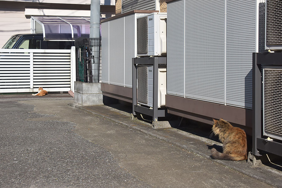 街のねこたち