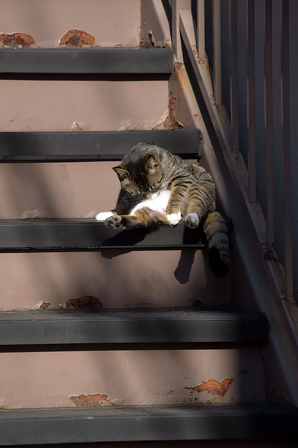 街のねこたち