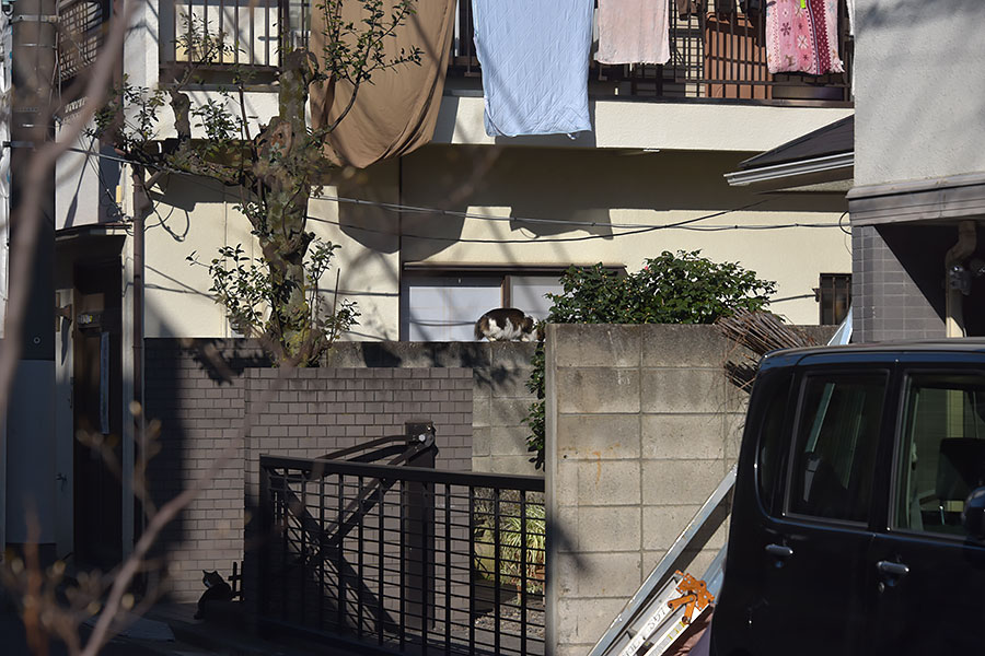 街のねこたち