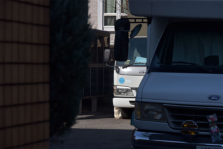 街のねこたち