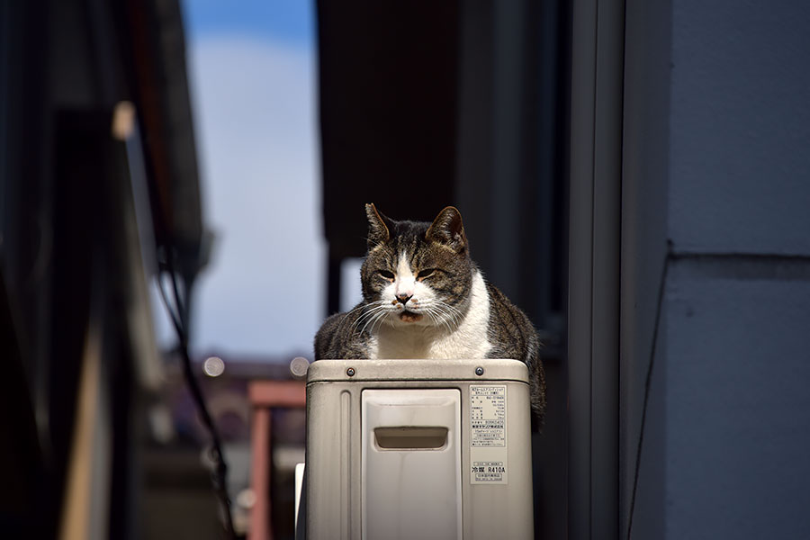 街のねこたち