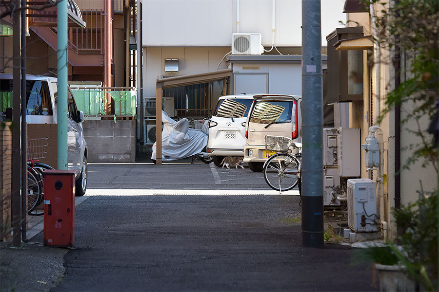 街のねこたち