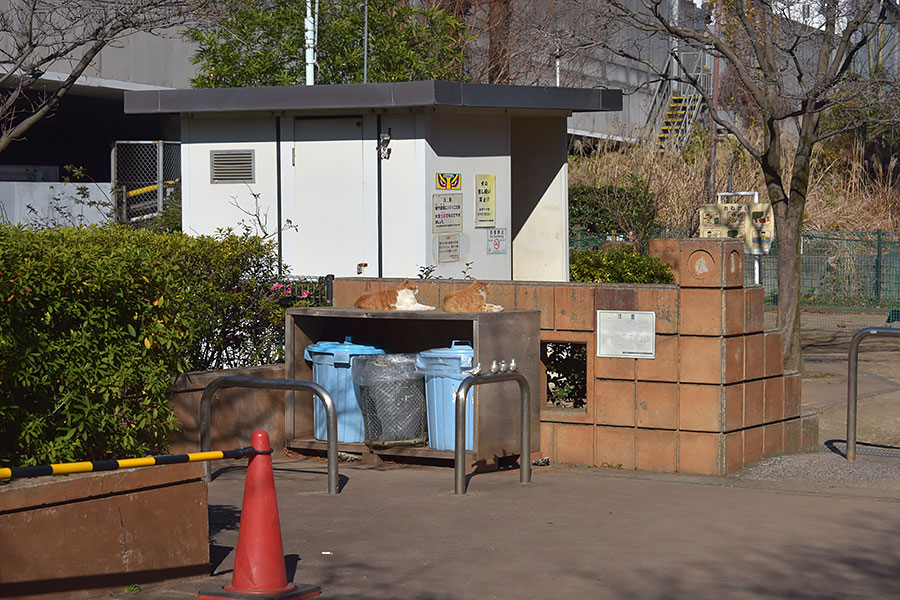 街のねこたち