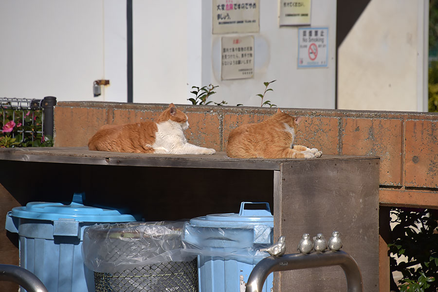 街のねこたち
