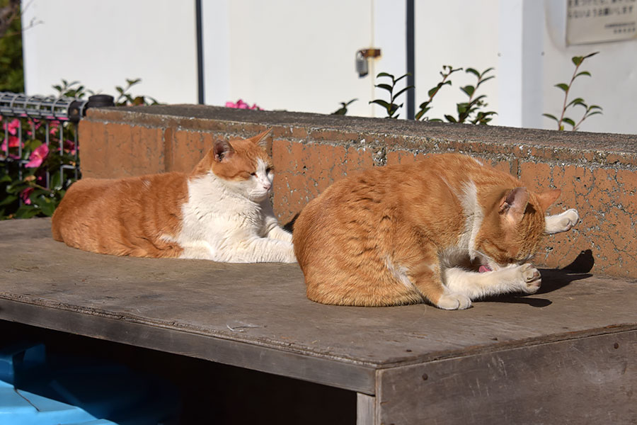 街のねこたち