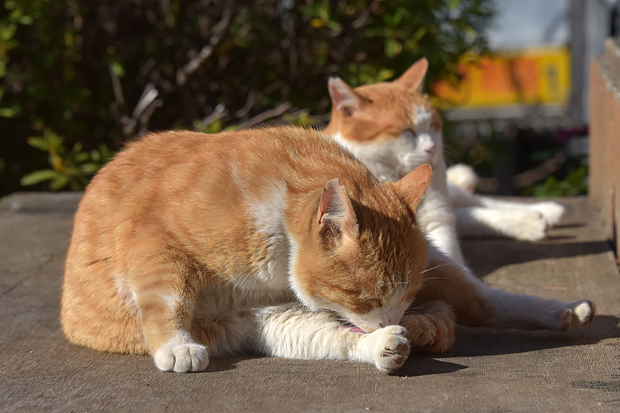 街のねこたち