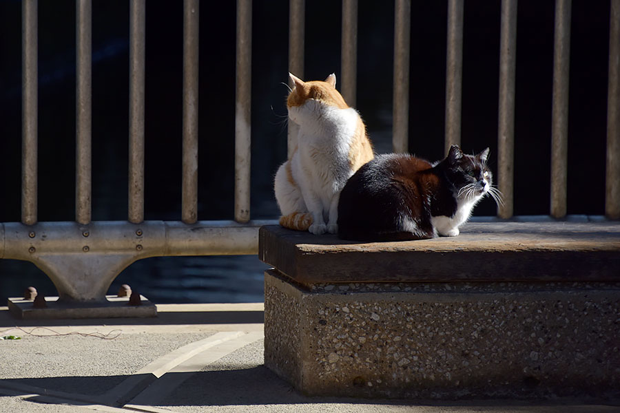 街のねこたち