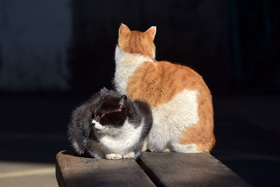 街のねこたち