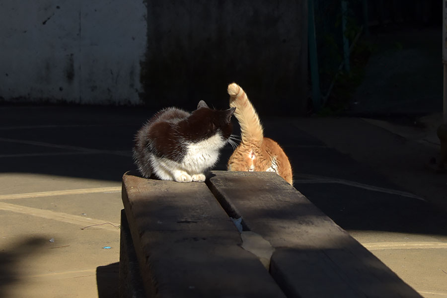 街のねこたち