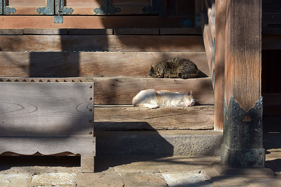街のねこたち