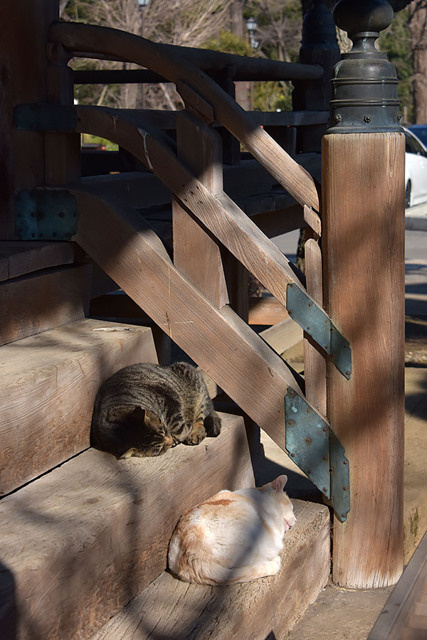 街のねこたち