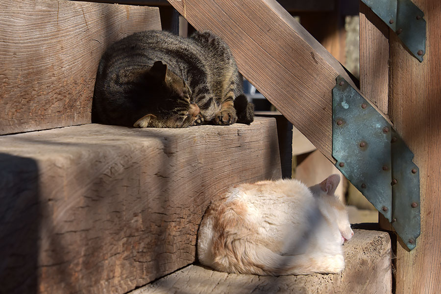 街のねこたち