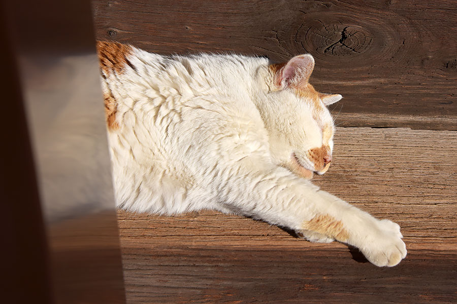 街のねこたち