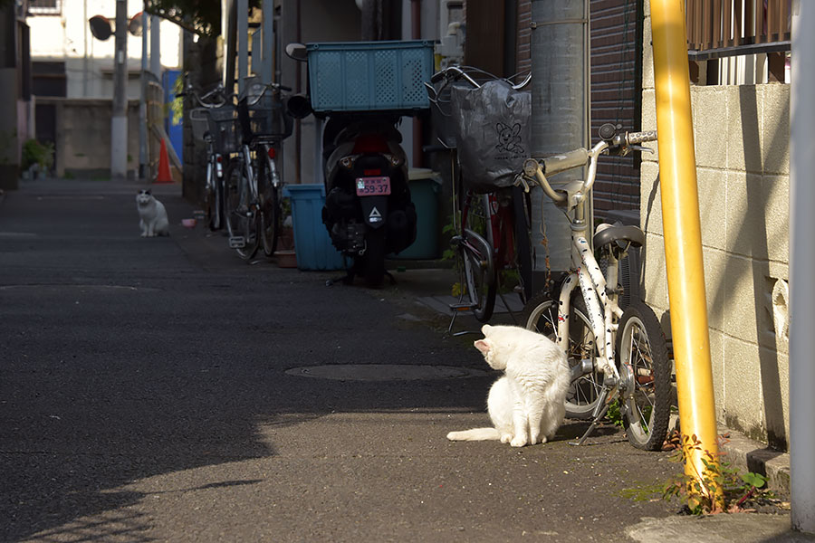 街のねこたち