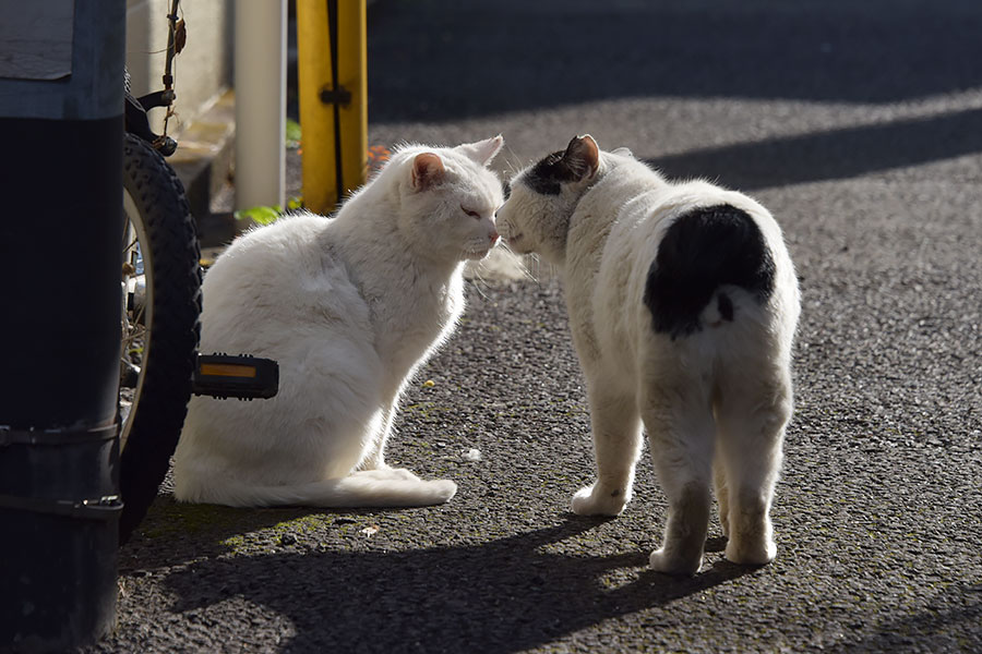 街のねこたち