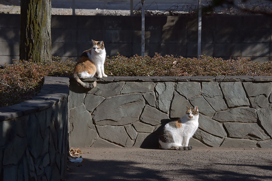 街のねこたち