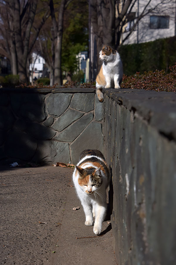 街のねこたち