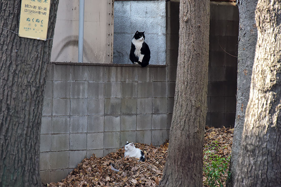 街のねこたち