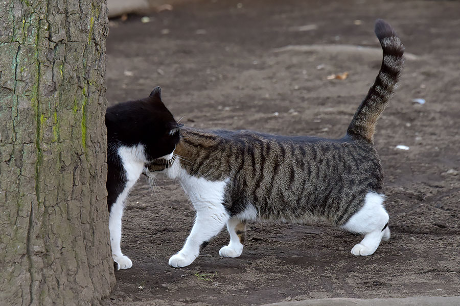 街のねこたち