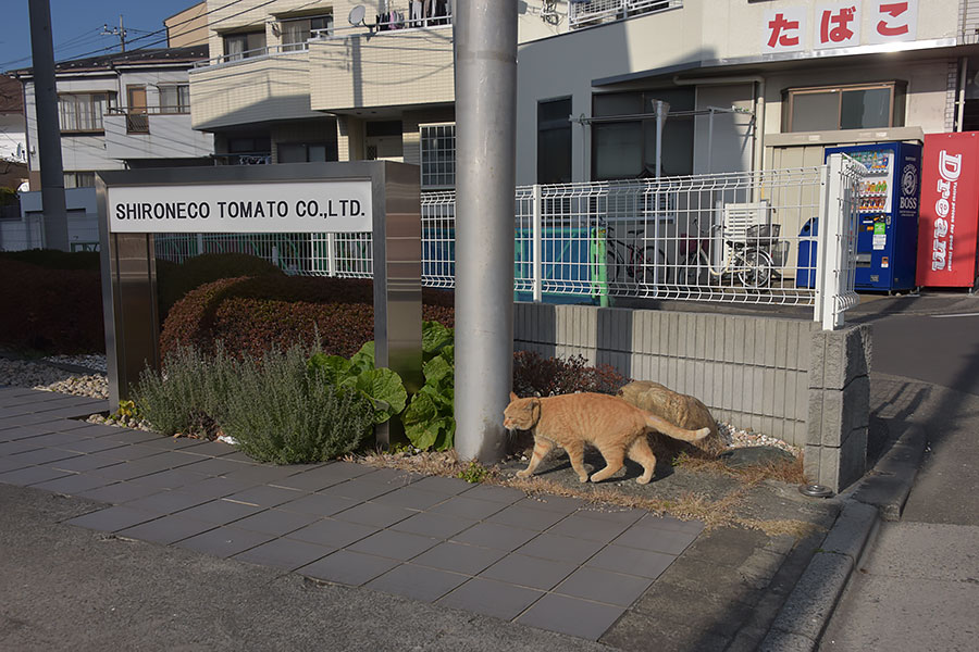 街のねこたち
