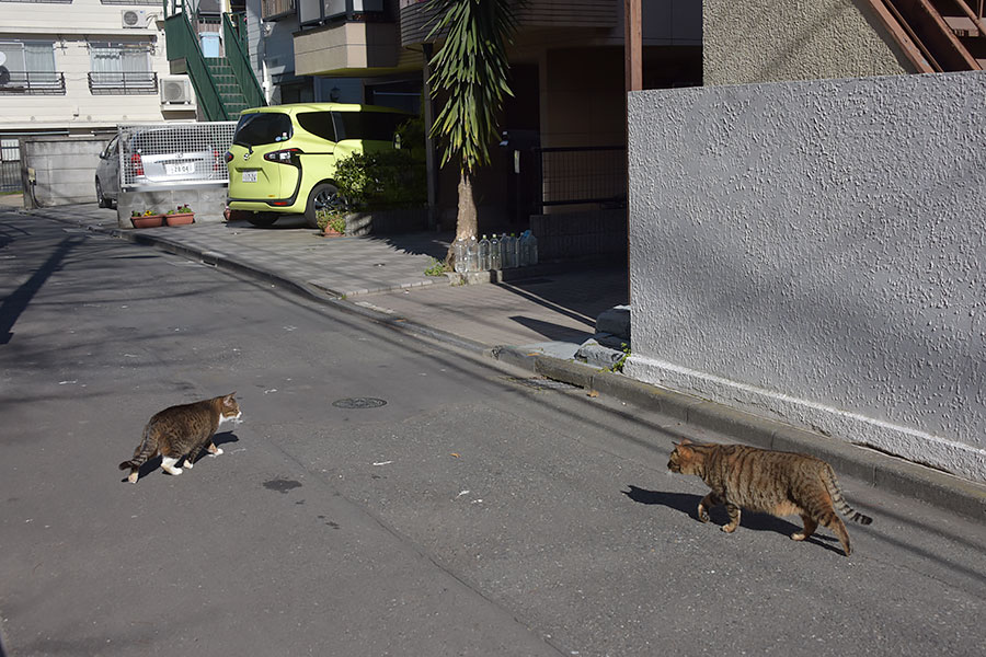 街のねこたち