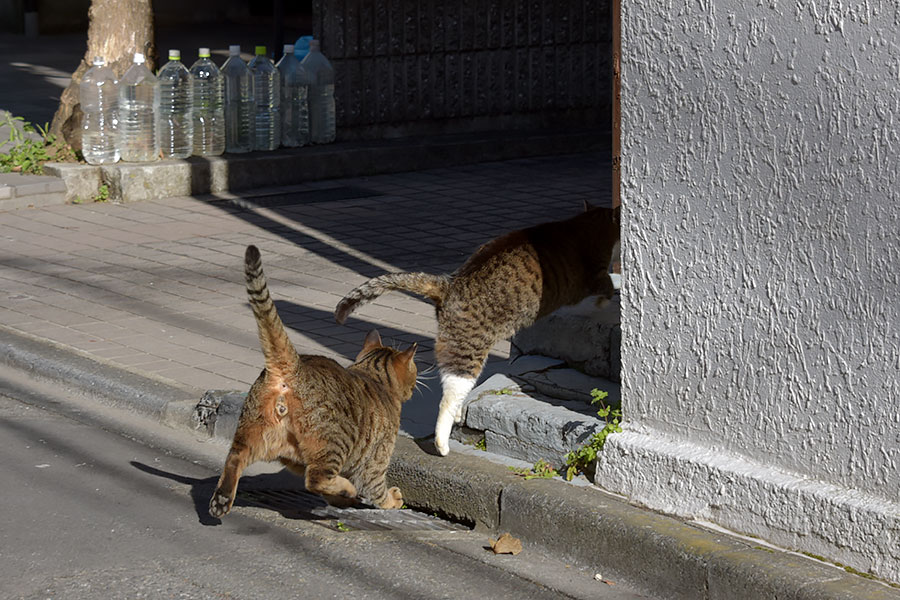 街のねこたち