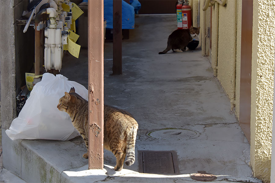 街のねこたち
