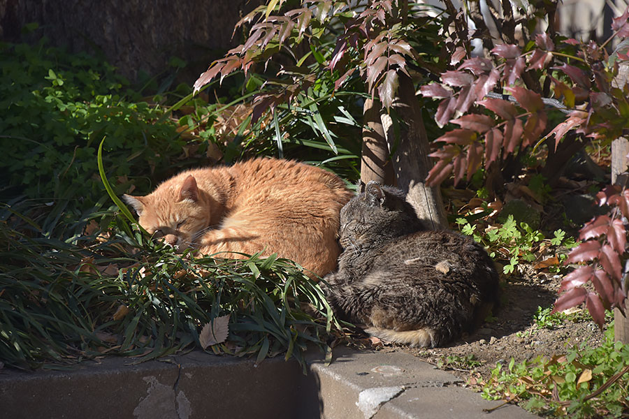 街のねこたち