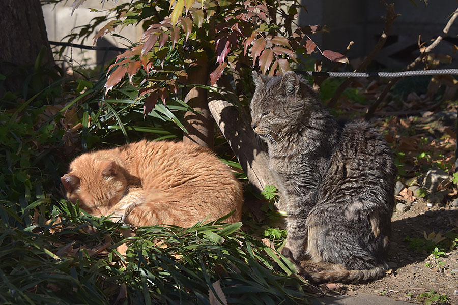 街のねこたち