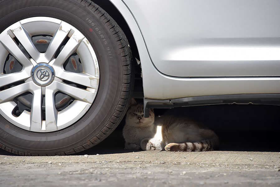 街のねこたち