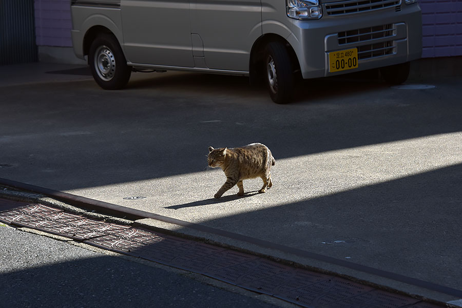 街のねこたち