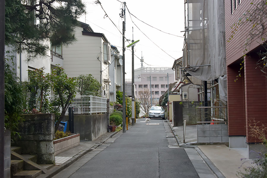街のねこたち