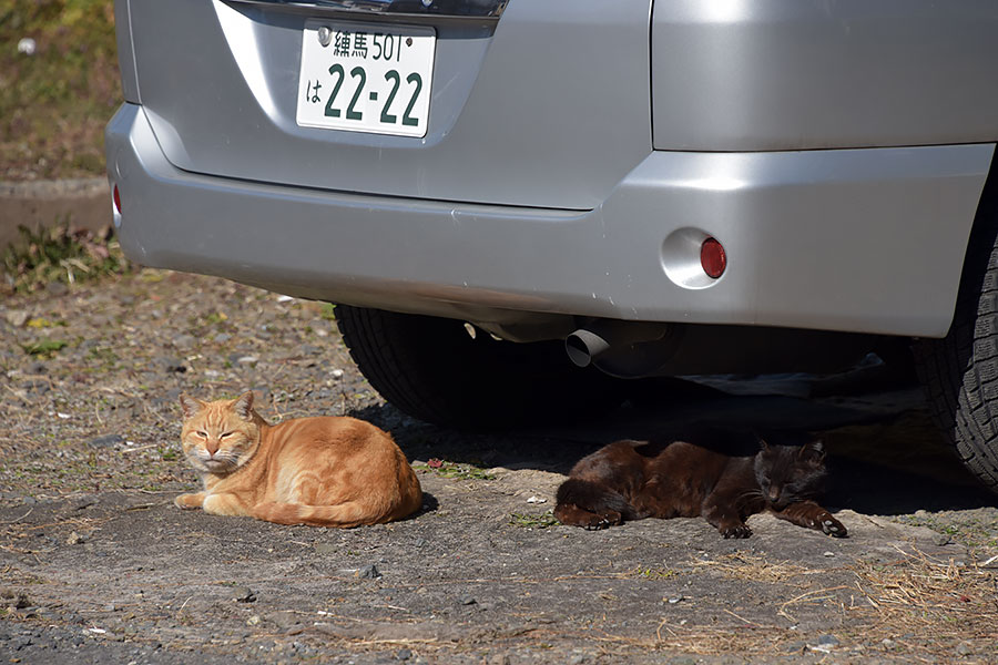 街のねこたち