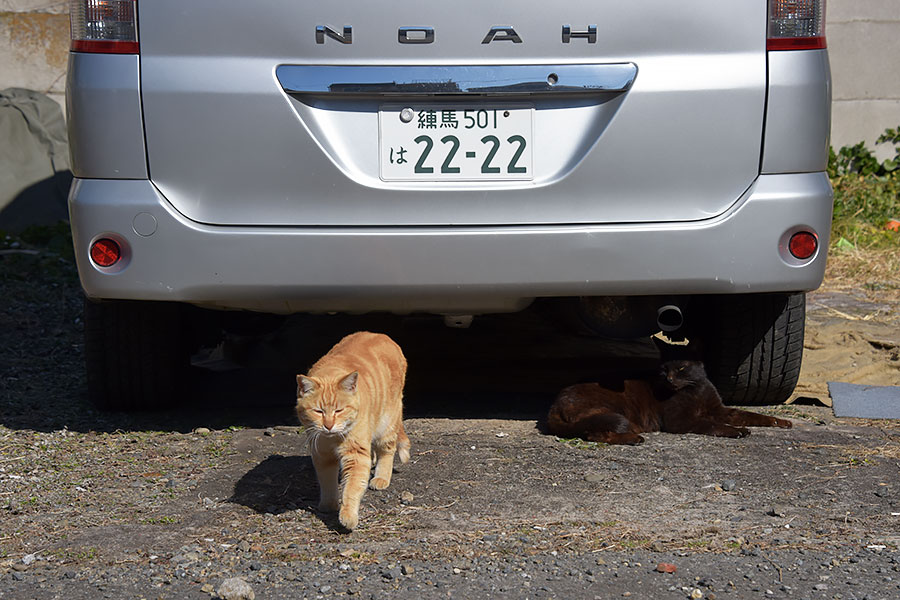 街のねこたち