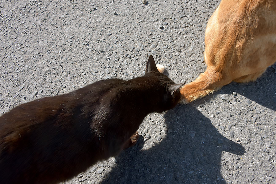 街のねこたち
