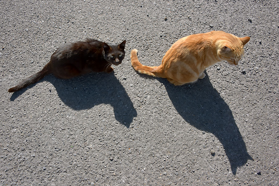 街のねこたち