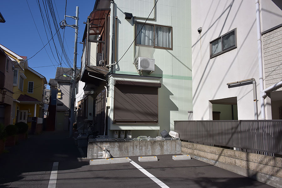 街のねこたち