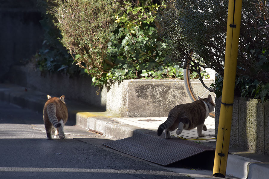 街のねこたち
