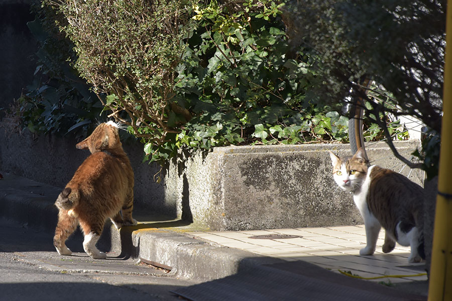 街のねこたち