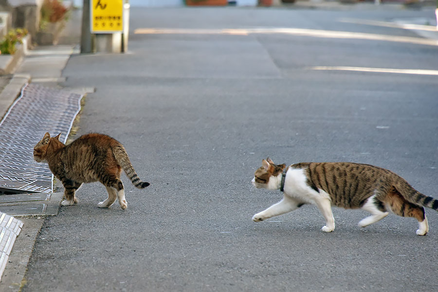 街のねこたち