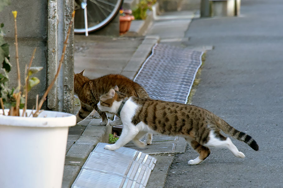 街のねこたち
