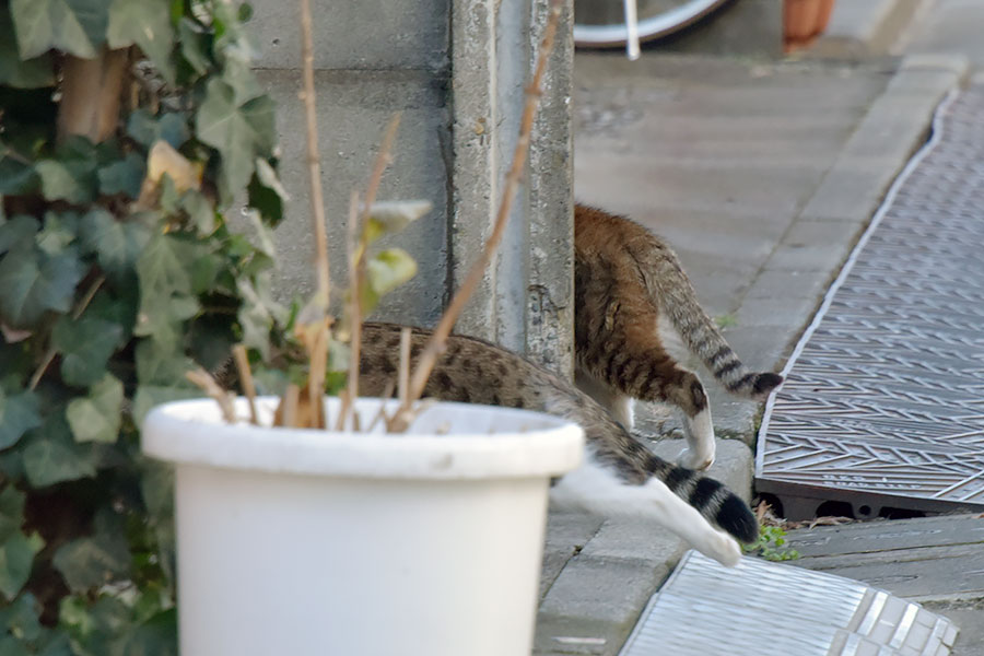 街のねこたち