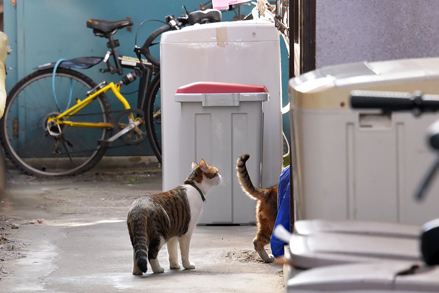 街のねこたち
